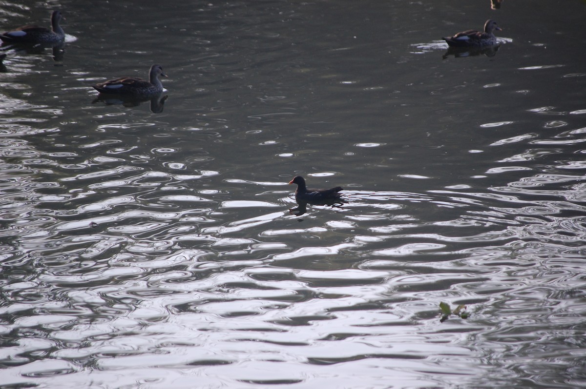 Sutavuğu - ML646969061