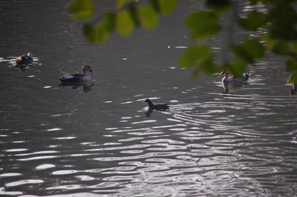 Sutavuğu - ML646969062