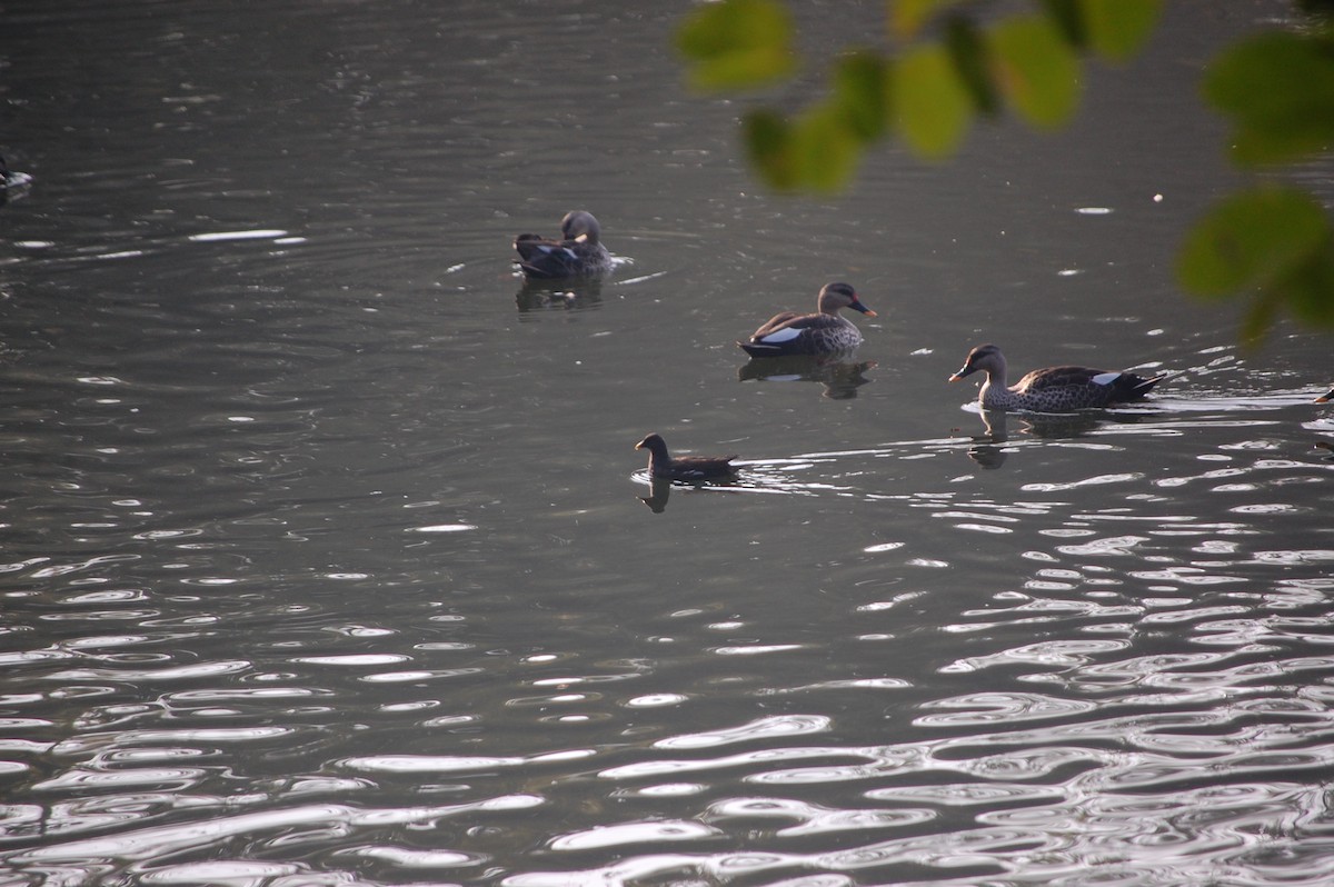 Sutavuğu - ML646969063