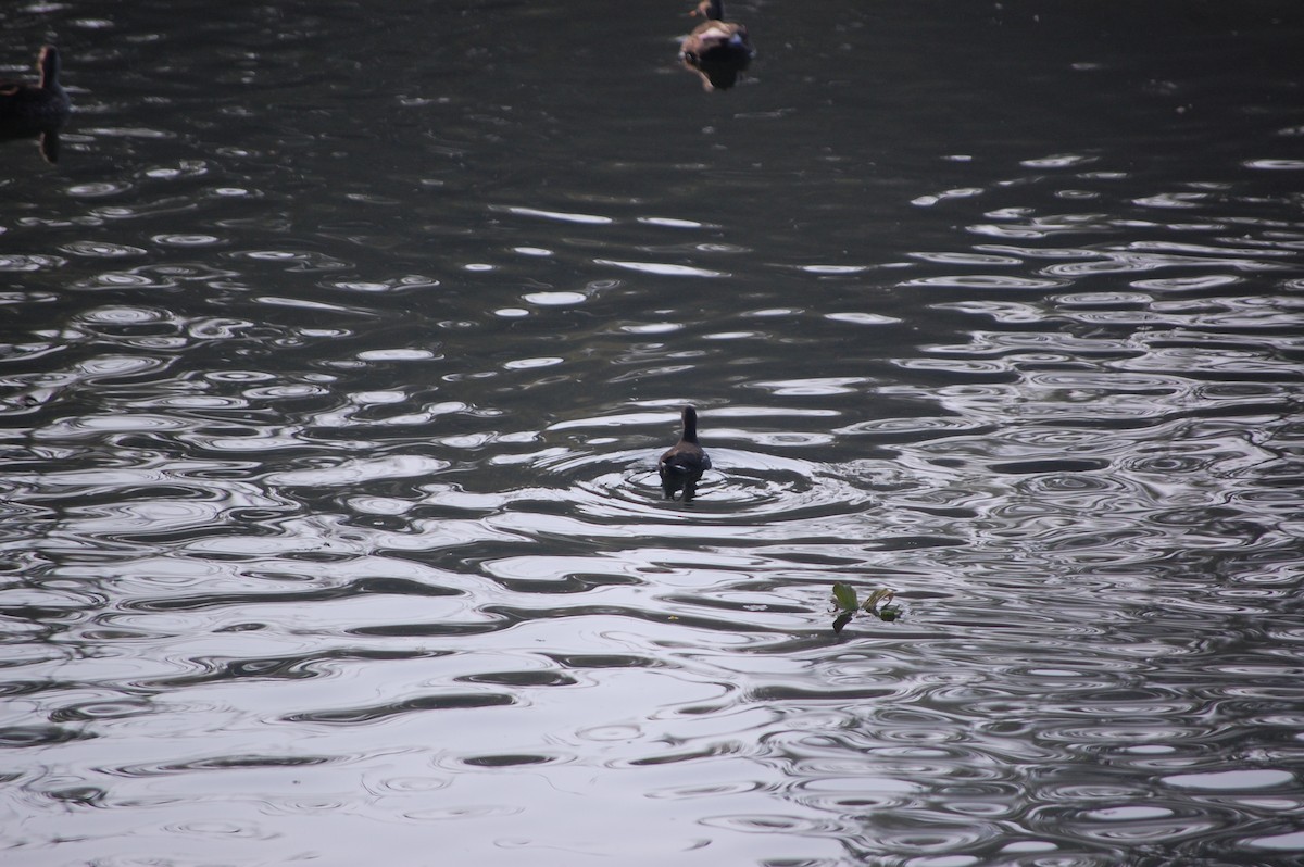 Sutavuğu - ML646969064