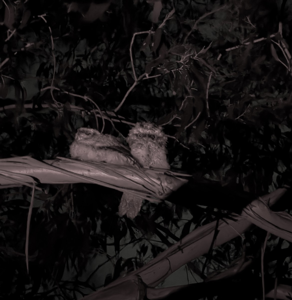 Tawny Frogmouth - ML646969072