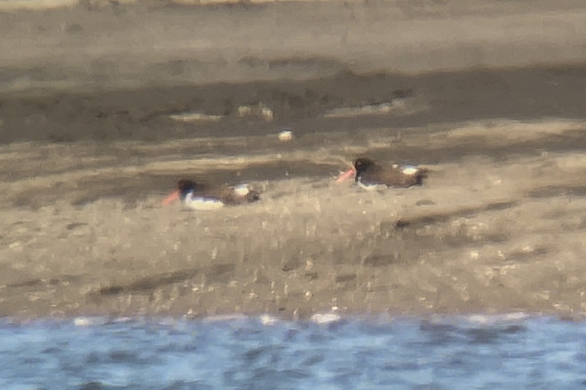 Huîtrier d'Amérique - ML646969077