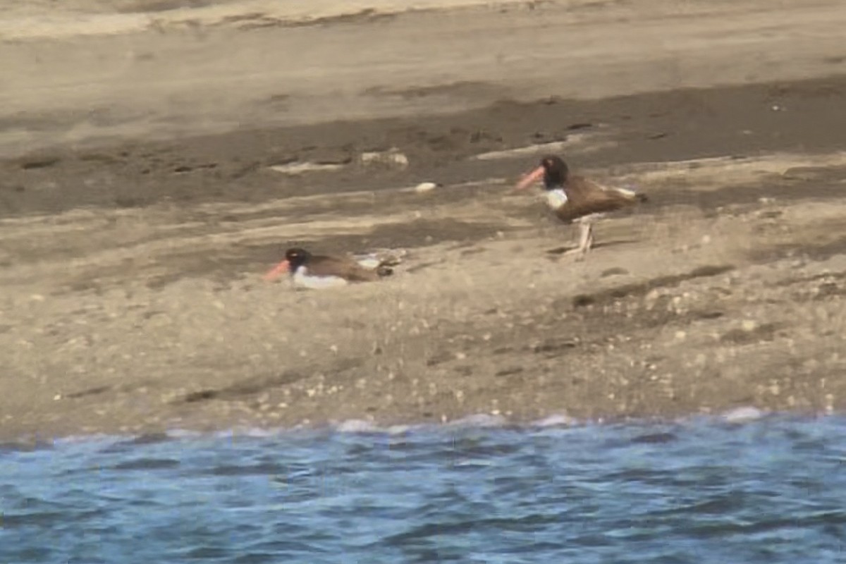 Huîtrier d'Amérique - ML646969078