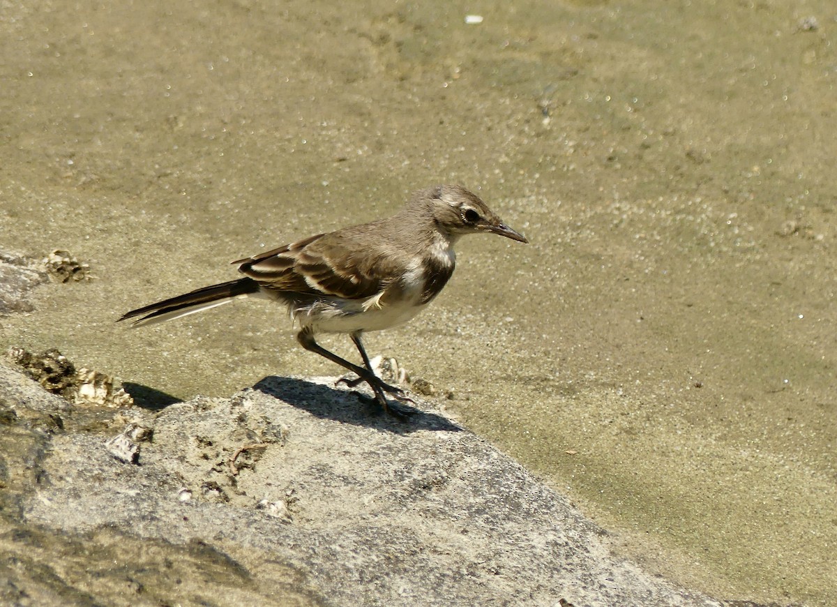 Lurmuturreko buztanikara - ML646969079