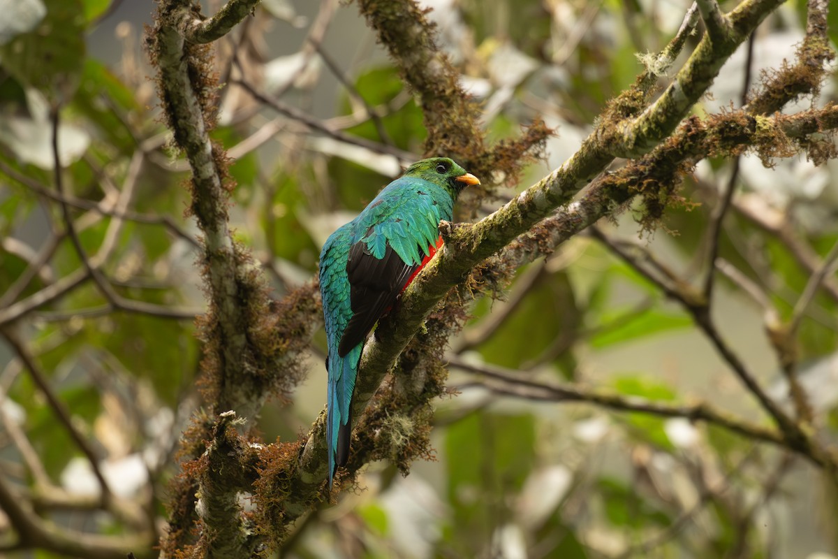 Goldkopftrogon - ML646969084