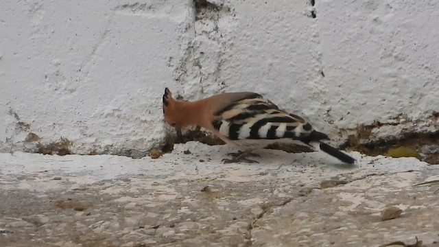 Одуд євразійський - ML646969087