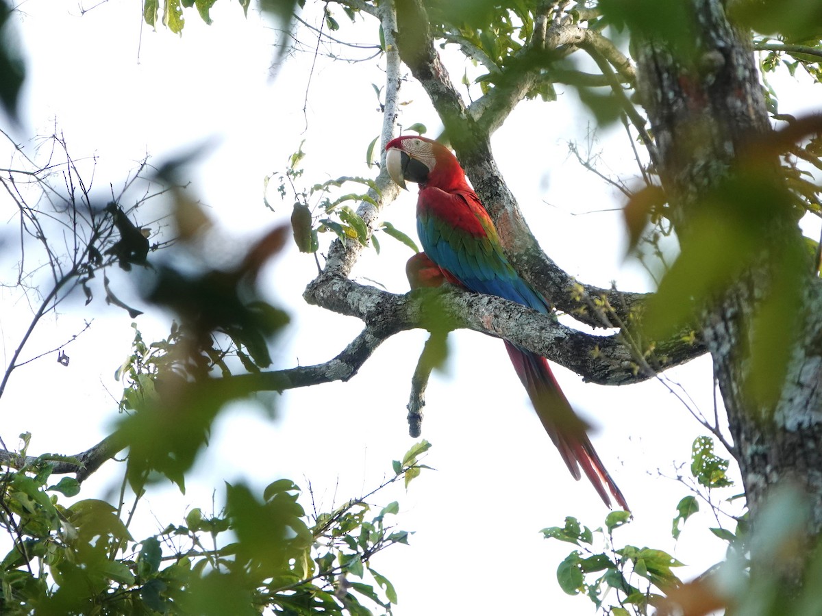 Red-and-green Macaw - ML646969099