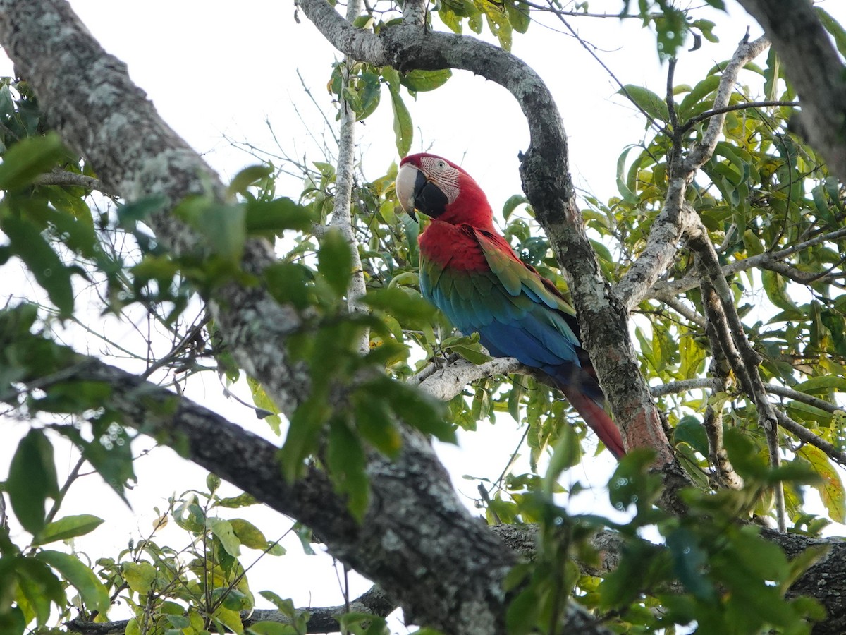 Red-and-green Macaw - ML646969100
