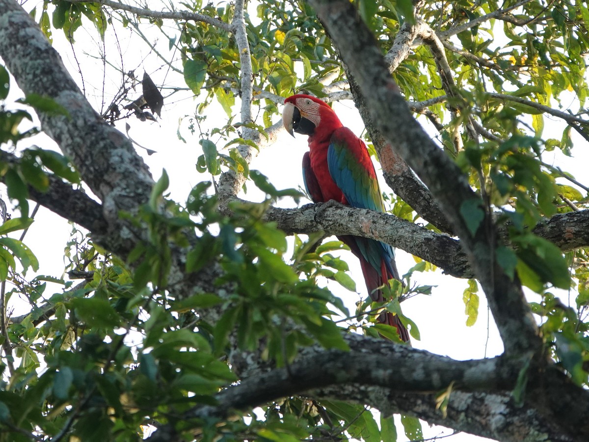 Red-and-green Macaw - ML646969101