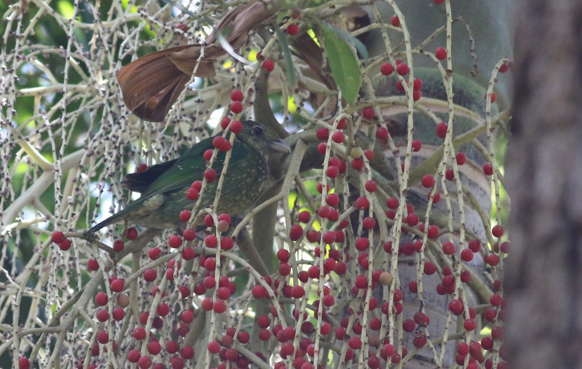 Зелёная птица-кошка - ML646969104