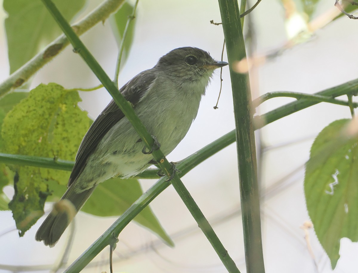 コンゴサメビタキ（lendu） - ML646969109