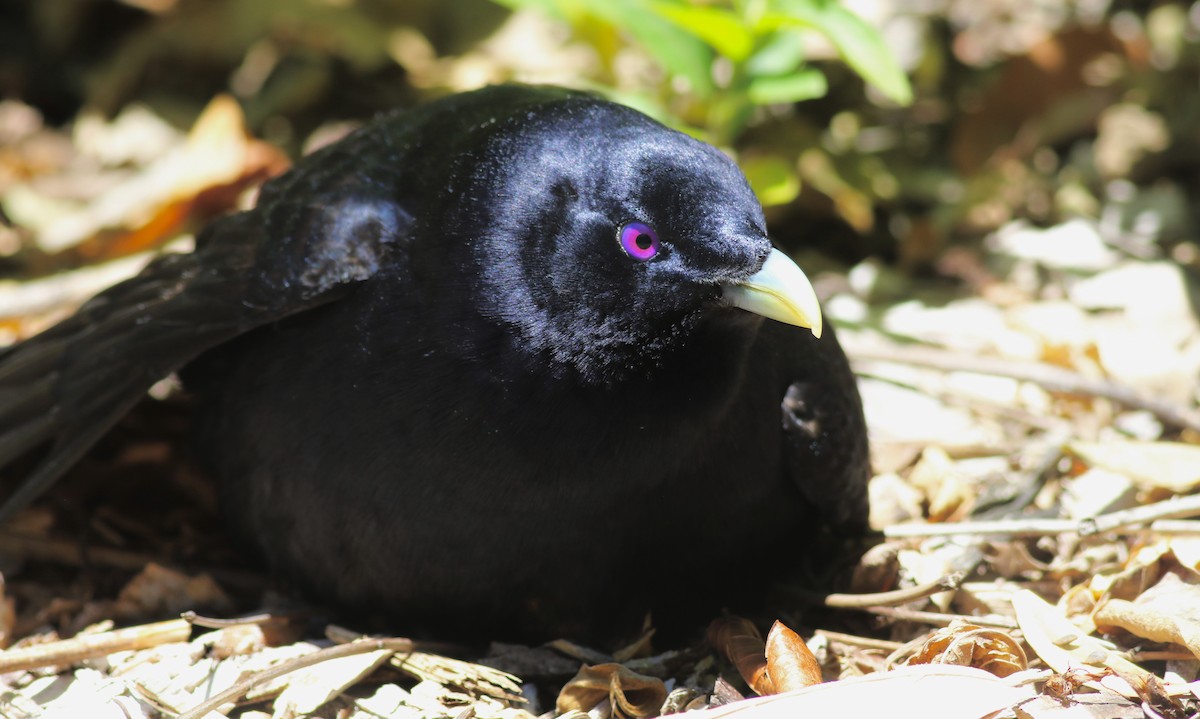 Атласный шалашник - ML646969110