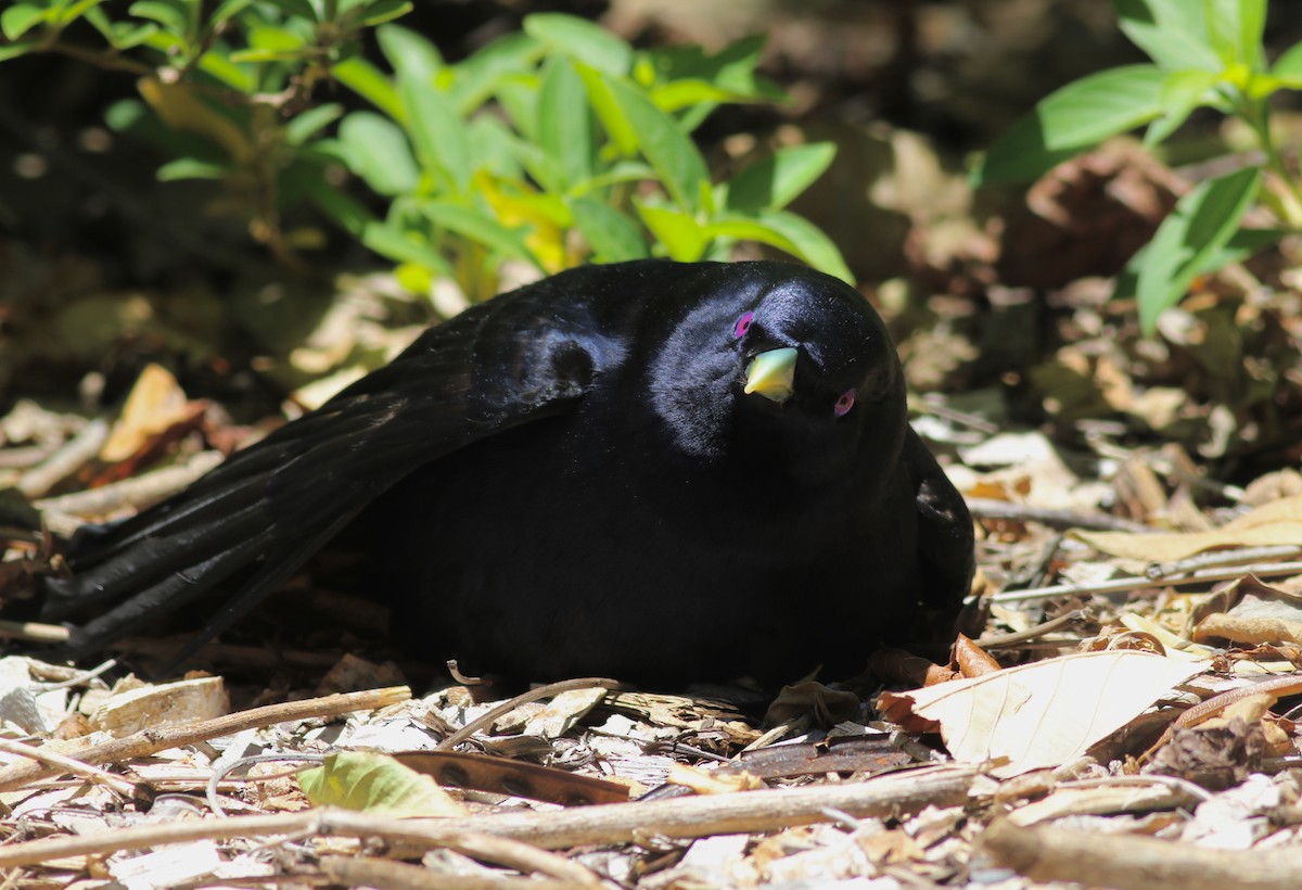 Атласный шалашник - ML646969111