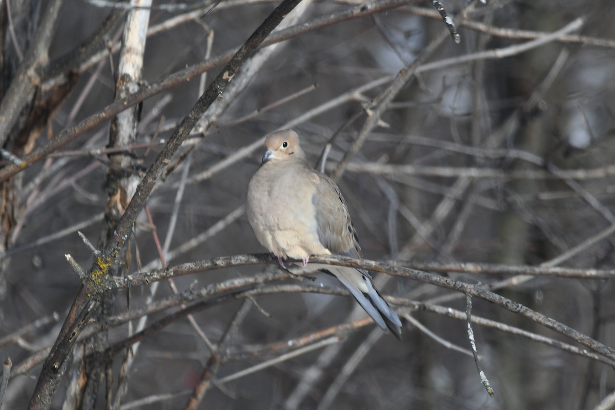Uzun Kuyruklu Kumru - ML646969112