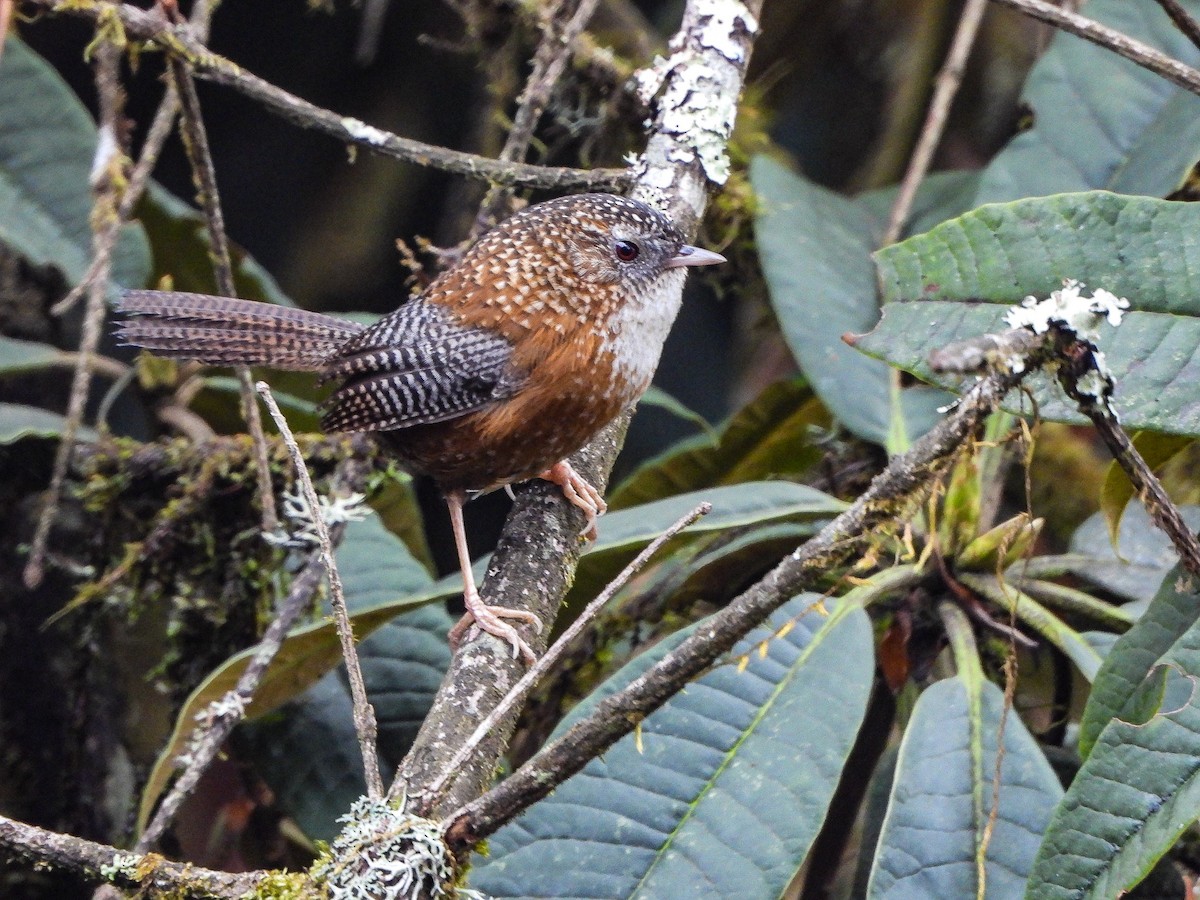 Bar-winged Wren-Babbler - ML646969115