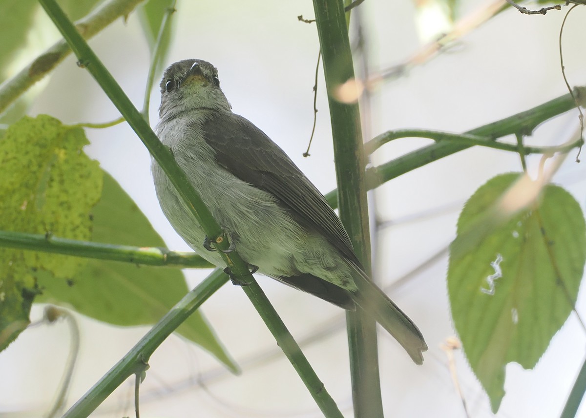 コンゴサメビタキ（lendu） - ML646969122