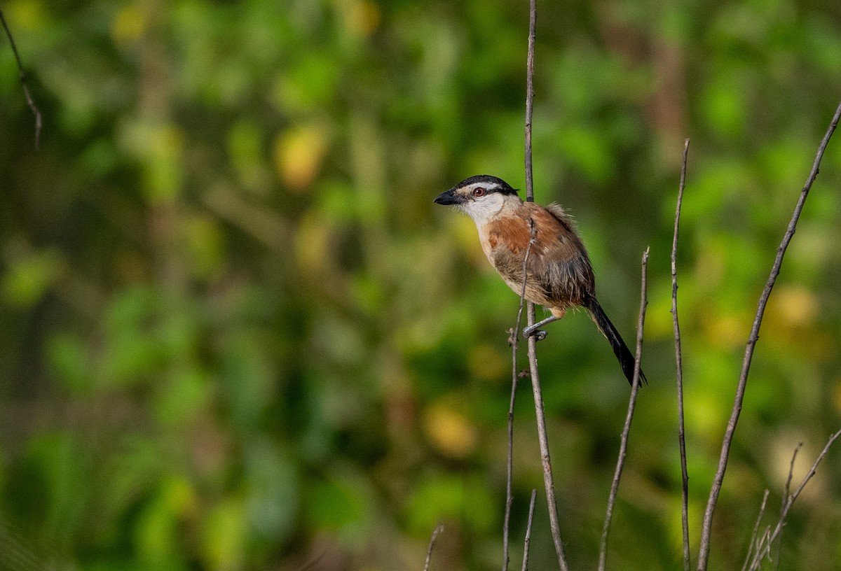 Sumpftschagra - ML646969133