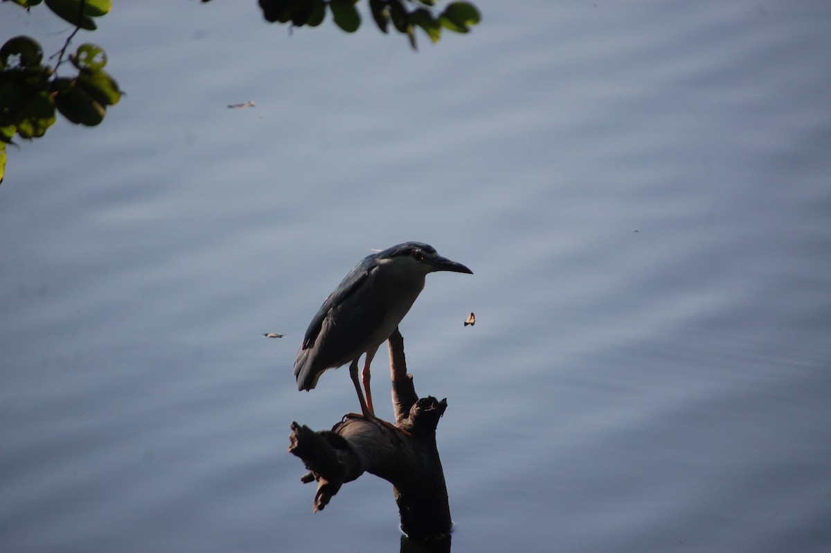 Gece Balıkçılı - ML646969135