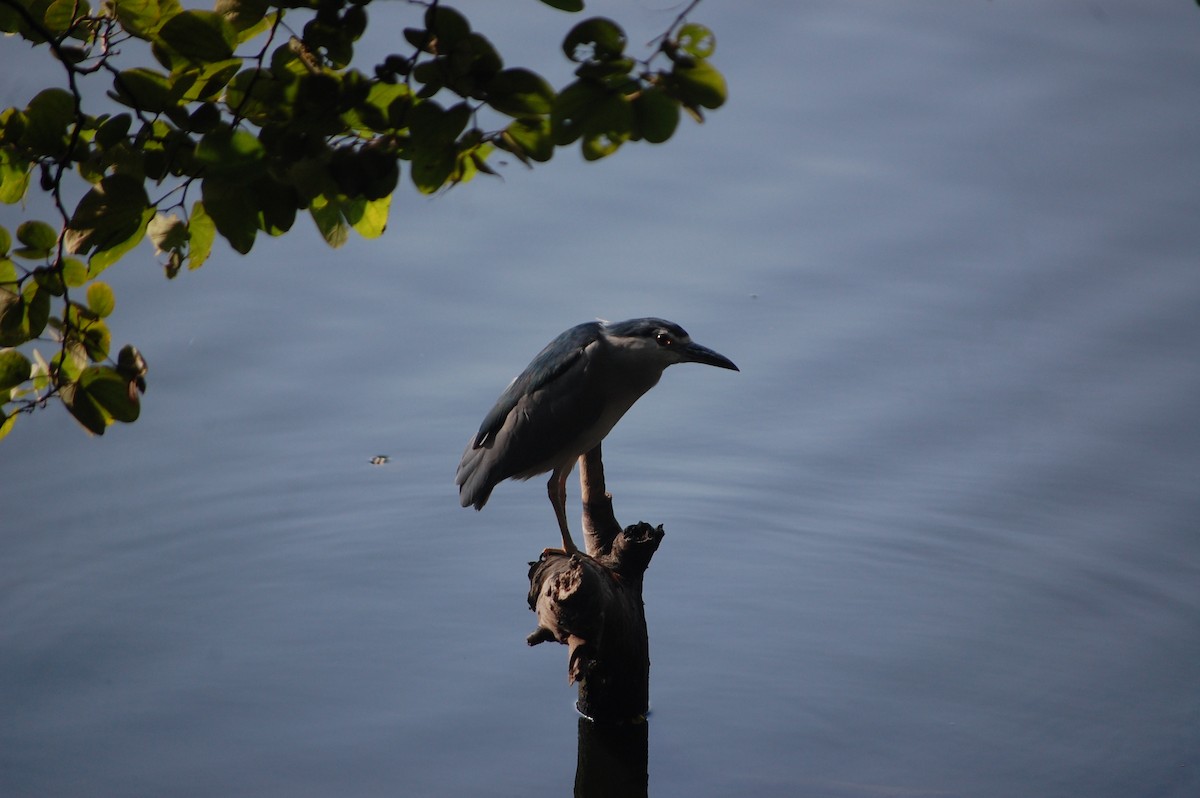 Gece Balıkçılı - ML646969136