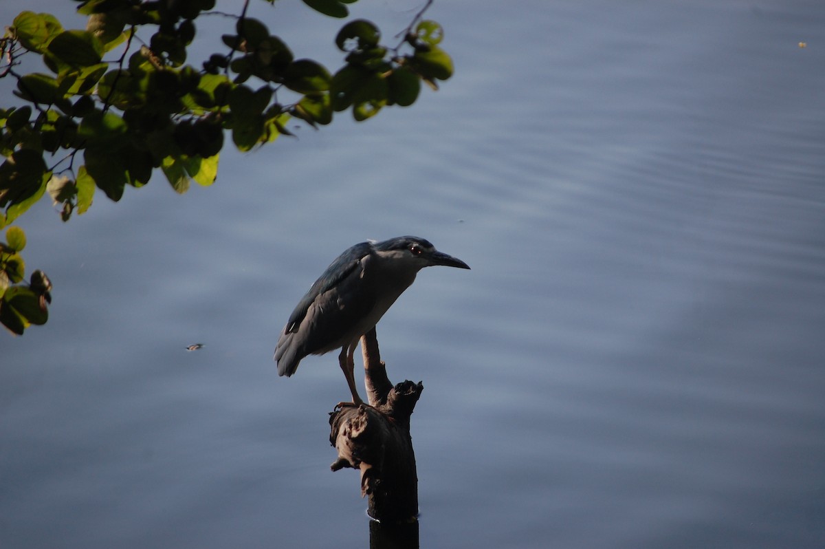 Gece Balıkçılı - ML646969137