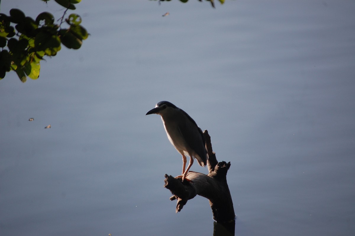 Gece Balıkçılı - ML646969138