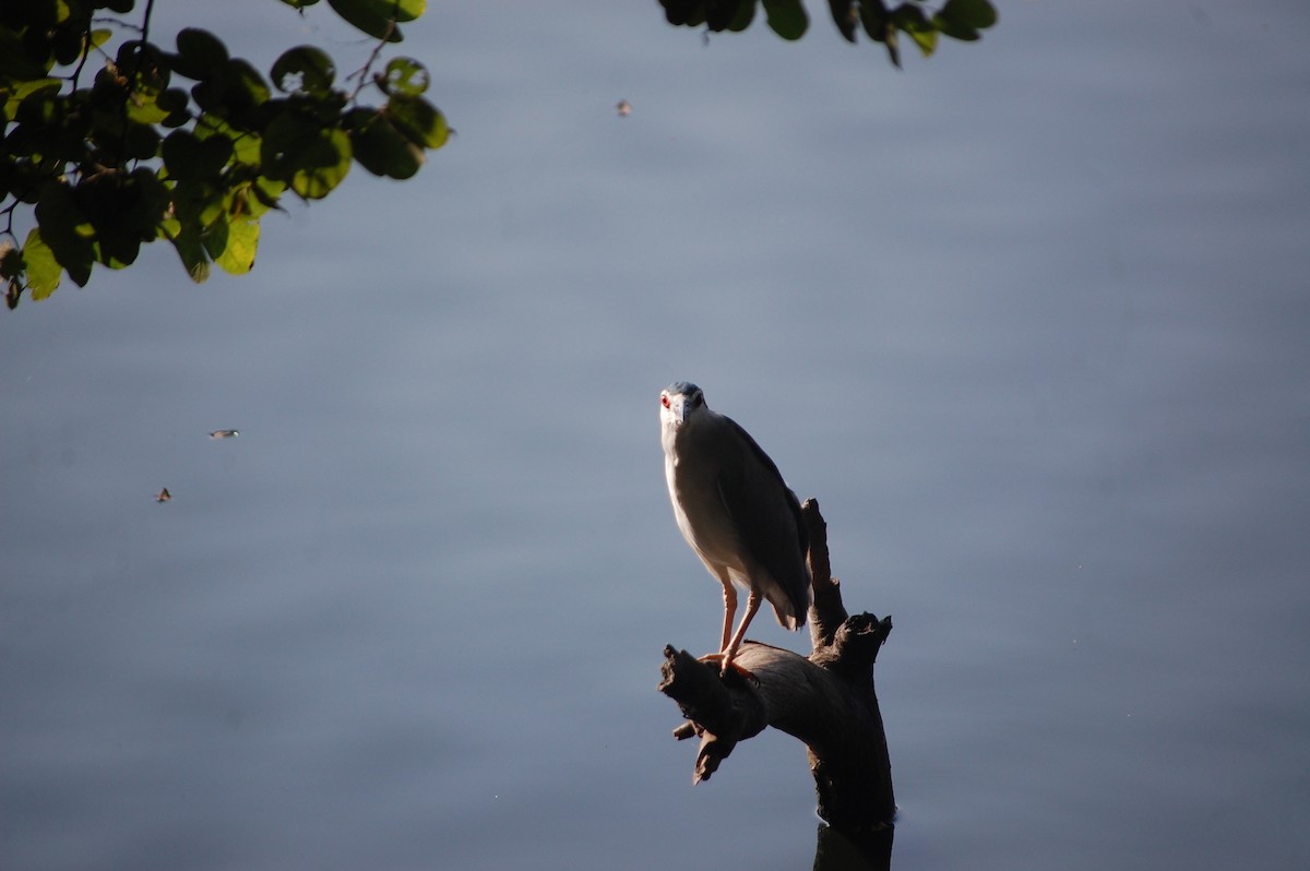 Gece Balıkçılı - ML646969140