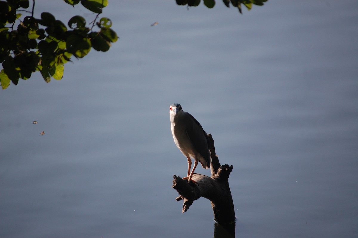 Gece Balıkçılı - ML646969141