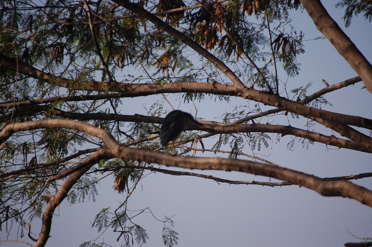 Gece Balıkçılı - ML646969144