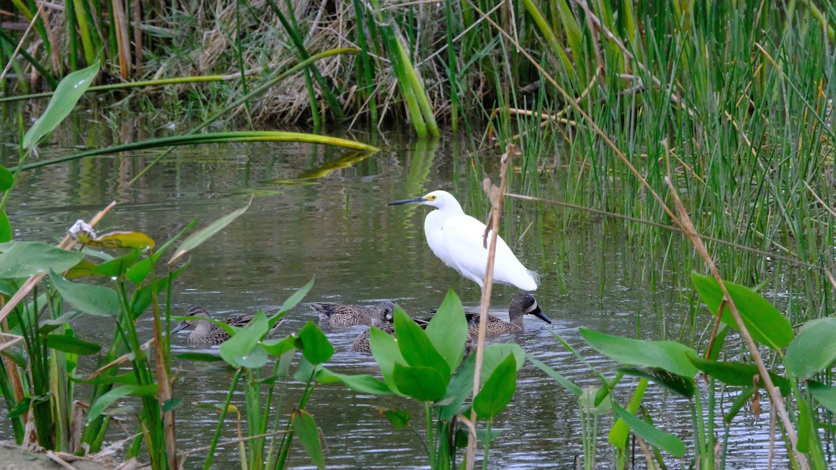 Snowy Egret - ML646969148
