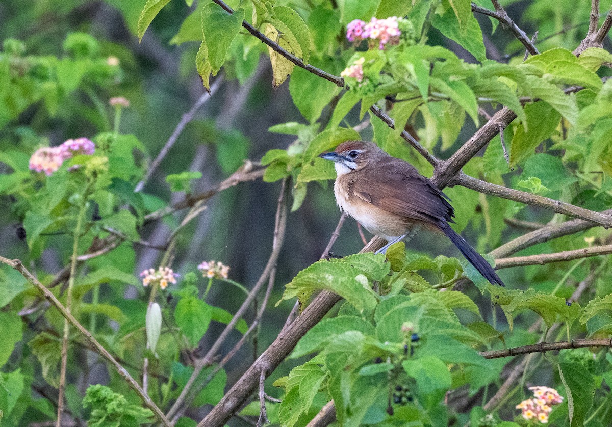 Bart-Bülbülgrasmücke - ML646969161