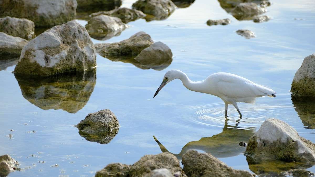 Little Blue Heron - ML646969178