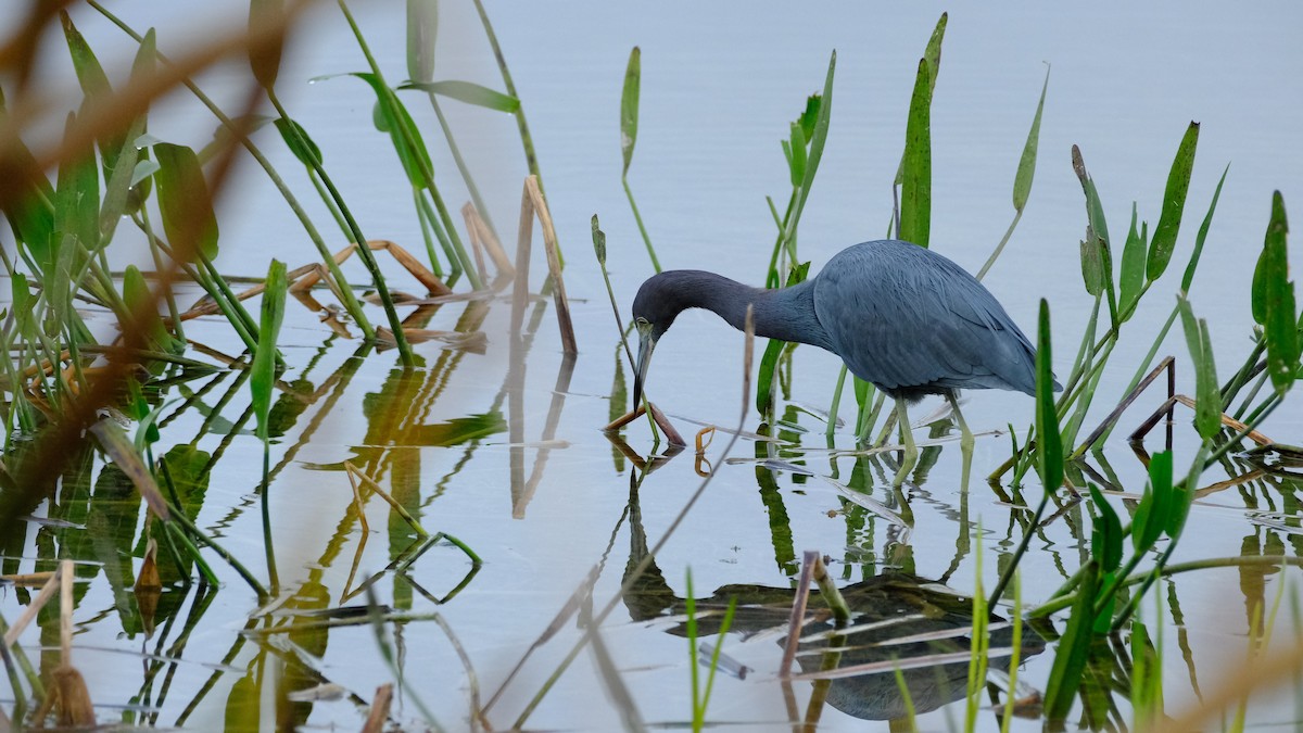 Little Blue Heron - ML646969179