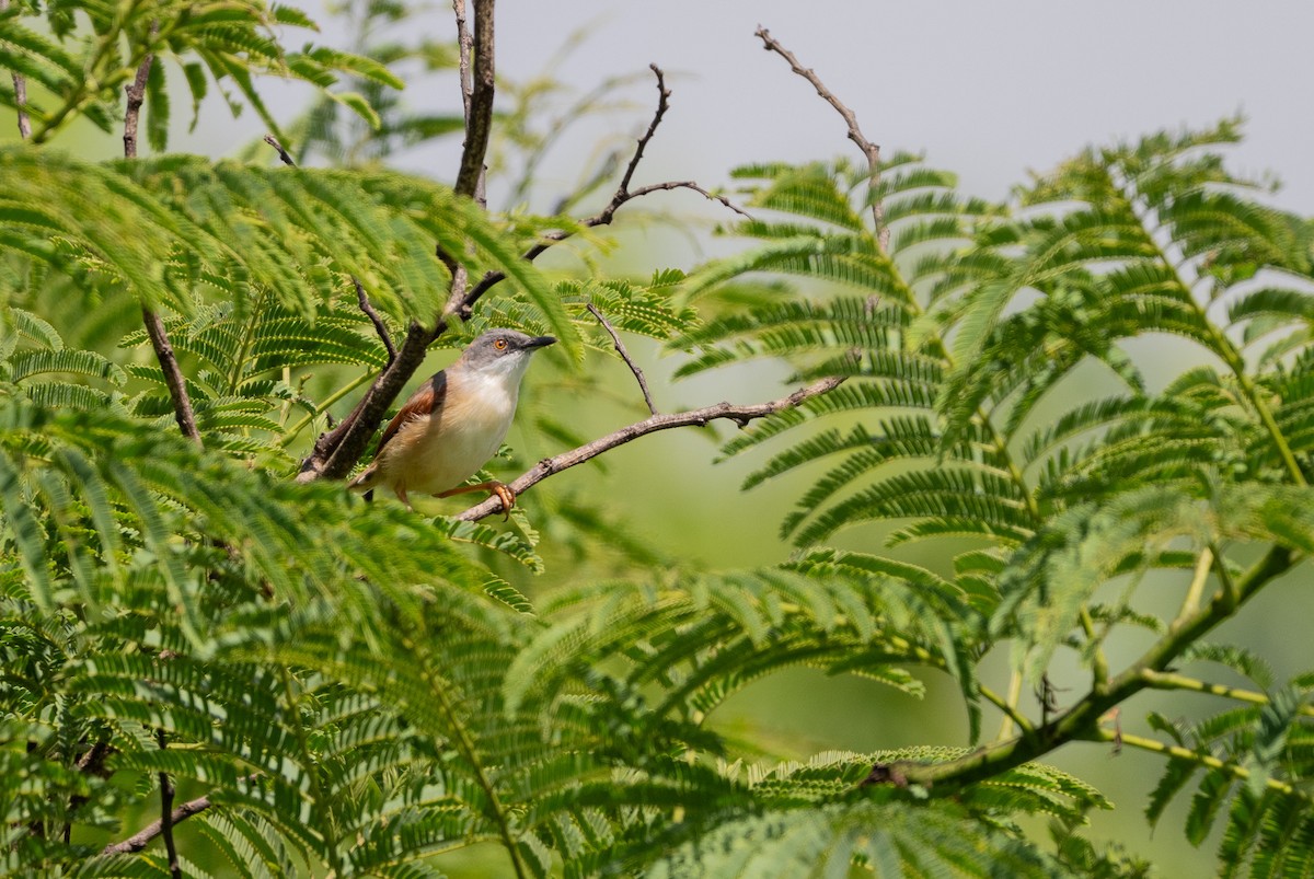 Sonnenprinie - ML646969181