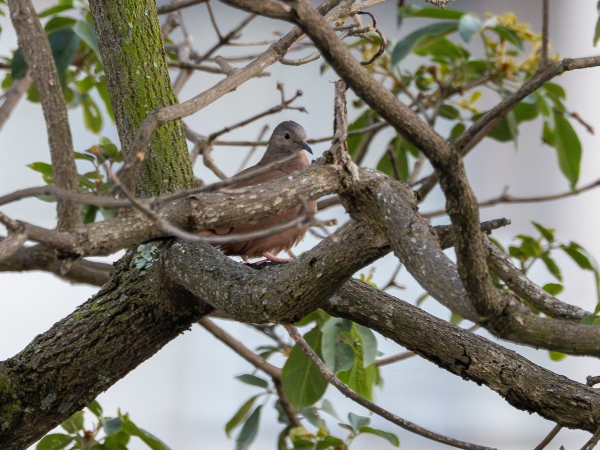 Columbina Colorada - ML646969182