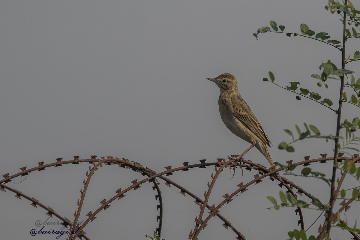 Bisbita de Richard - ML646969196