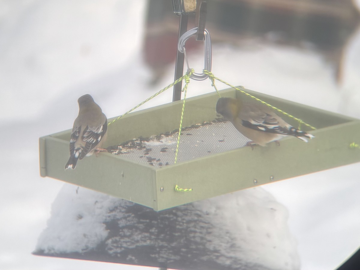 עב-מקור ערב - ML646969197