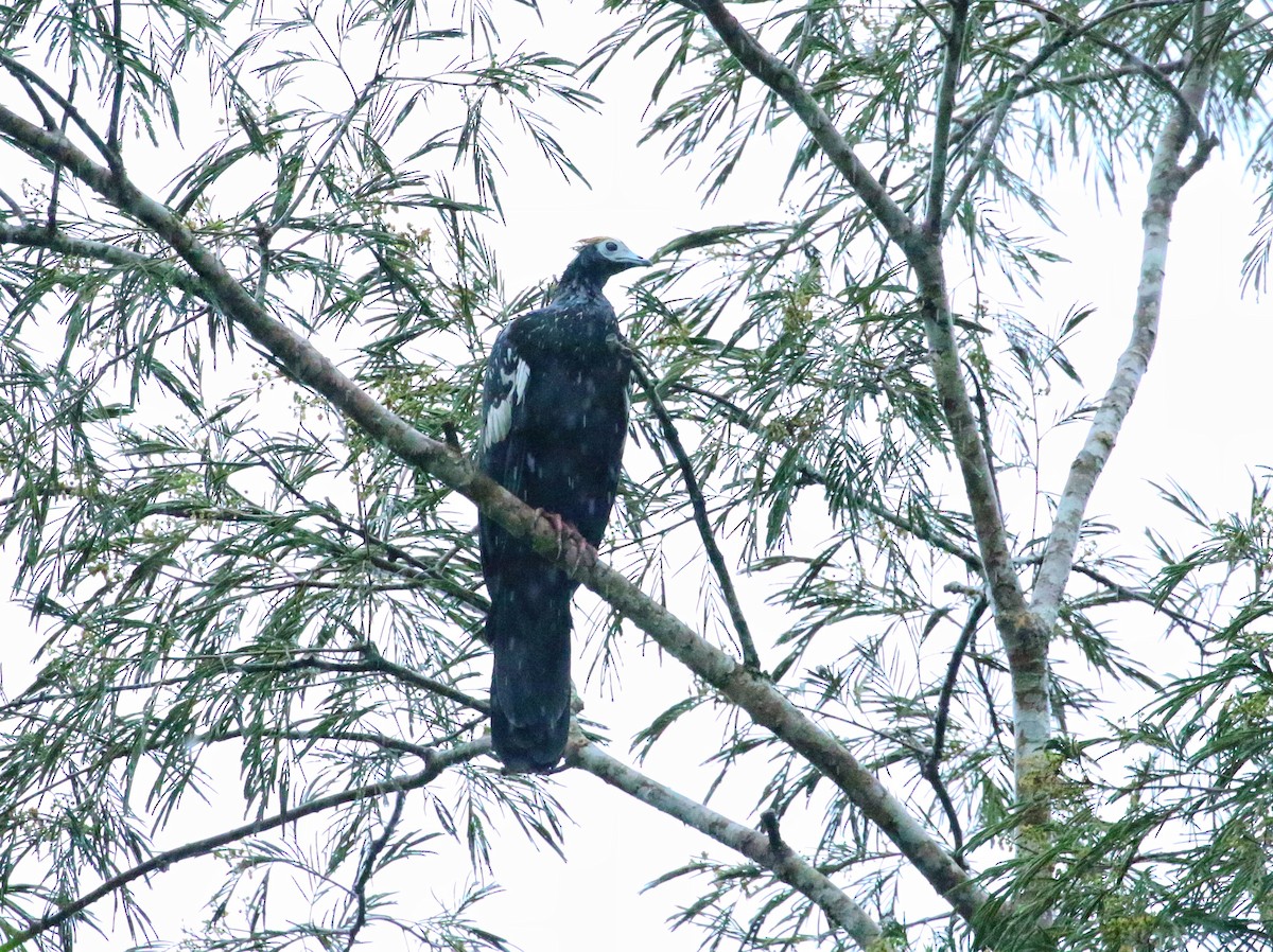Blue-throated Piping-Guan - ML646969201