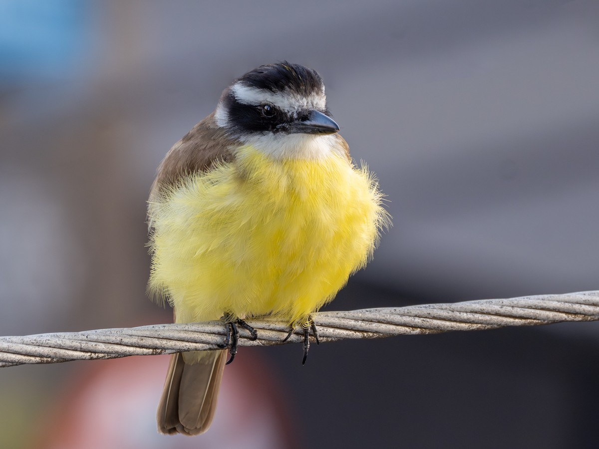 Bienteveo Común - ML646969204