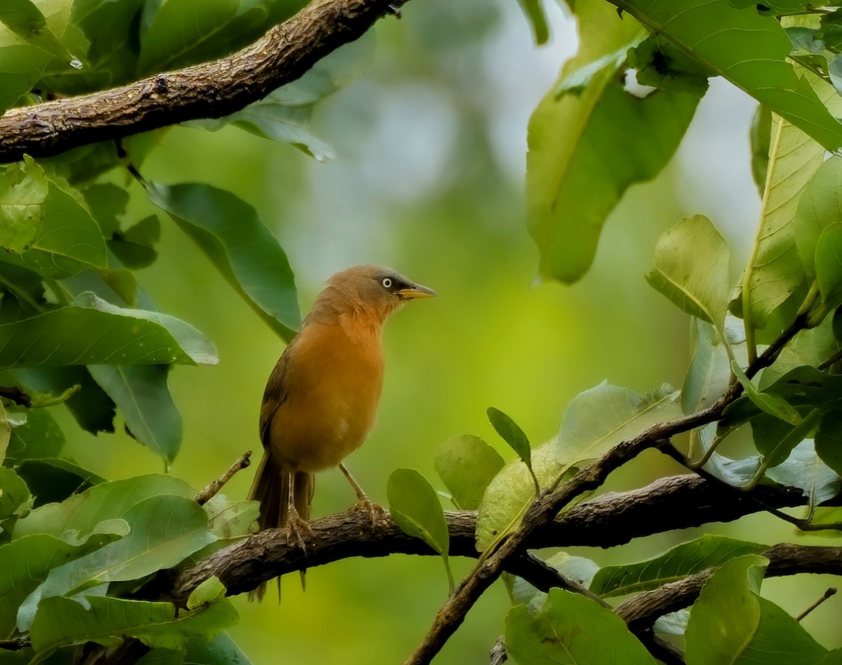 Kızıl Yedikardeş - ML646969205