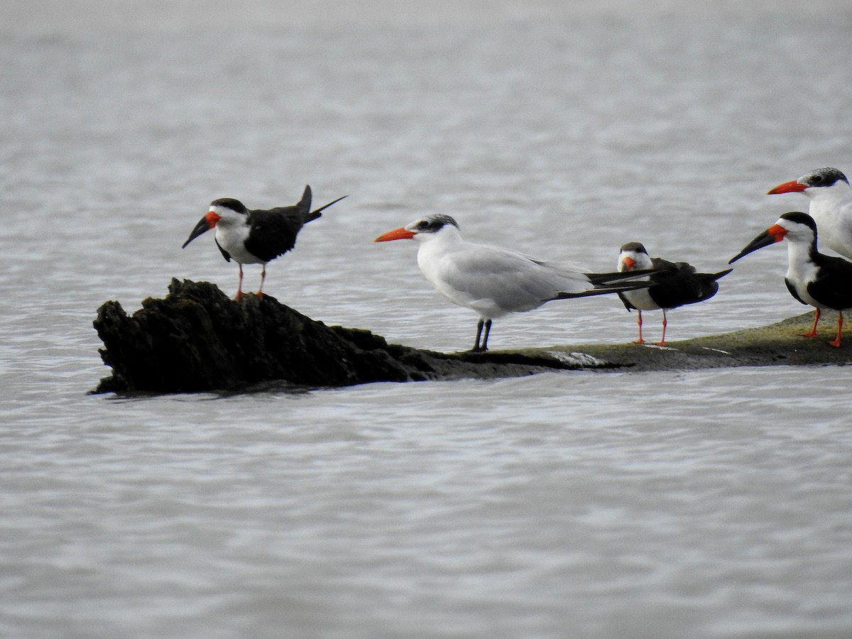 Txenada mokogorria - ML646969206