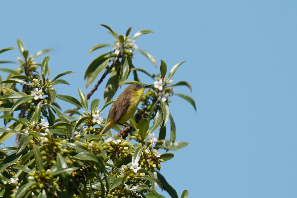 Ticking Doradito - ML646969207