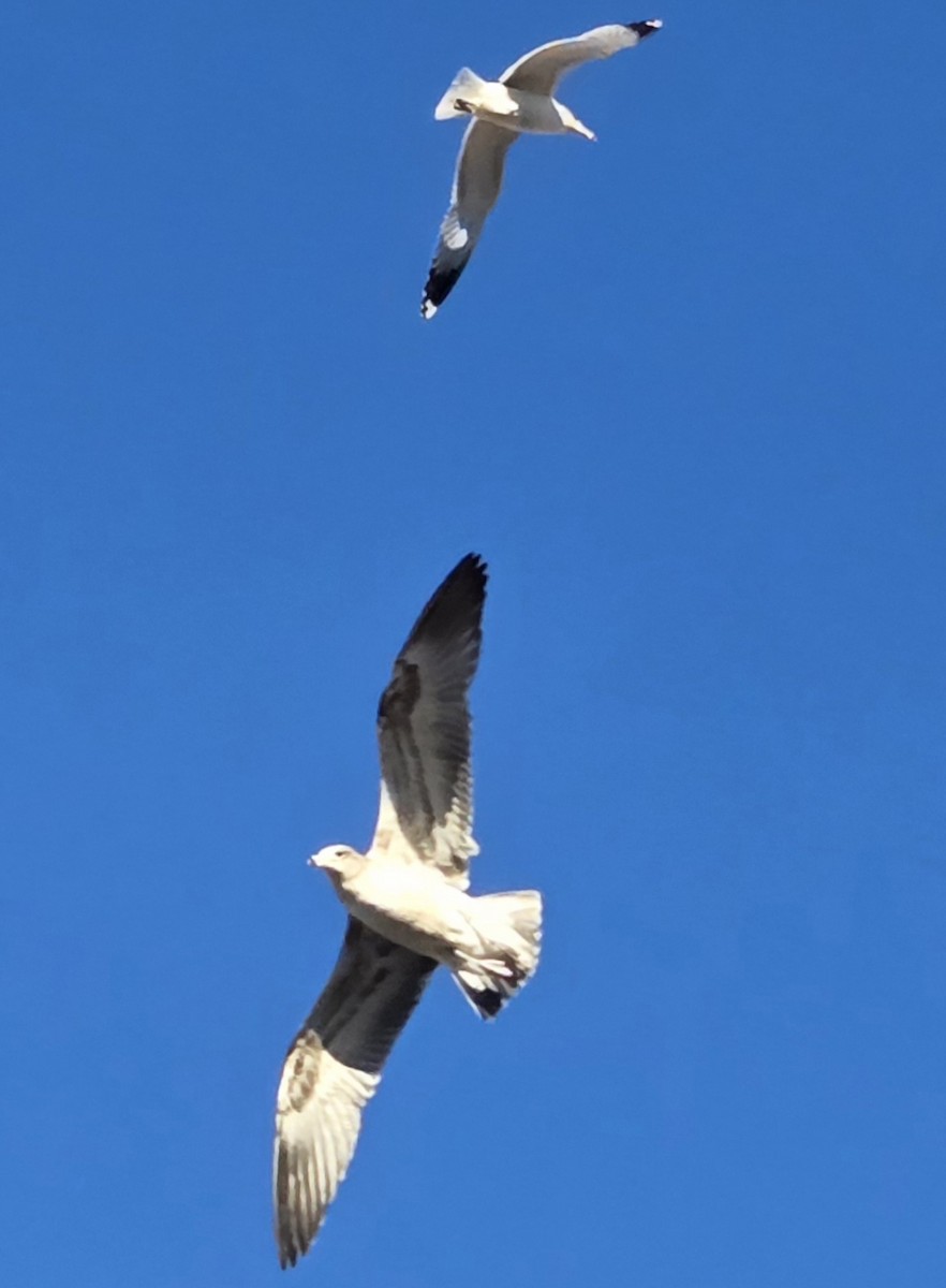 Gavina americana - ML646969214