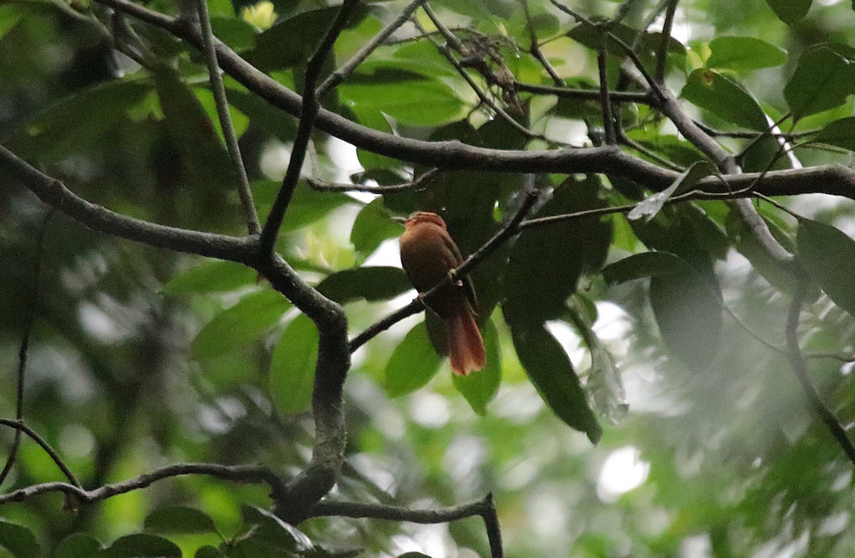 Black-capped Foliage-gleaner - ML646969216