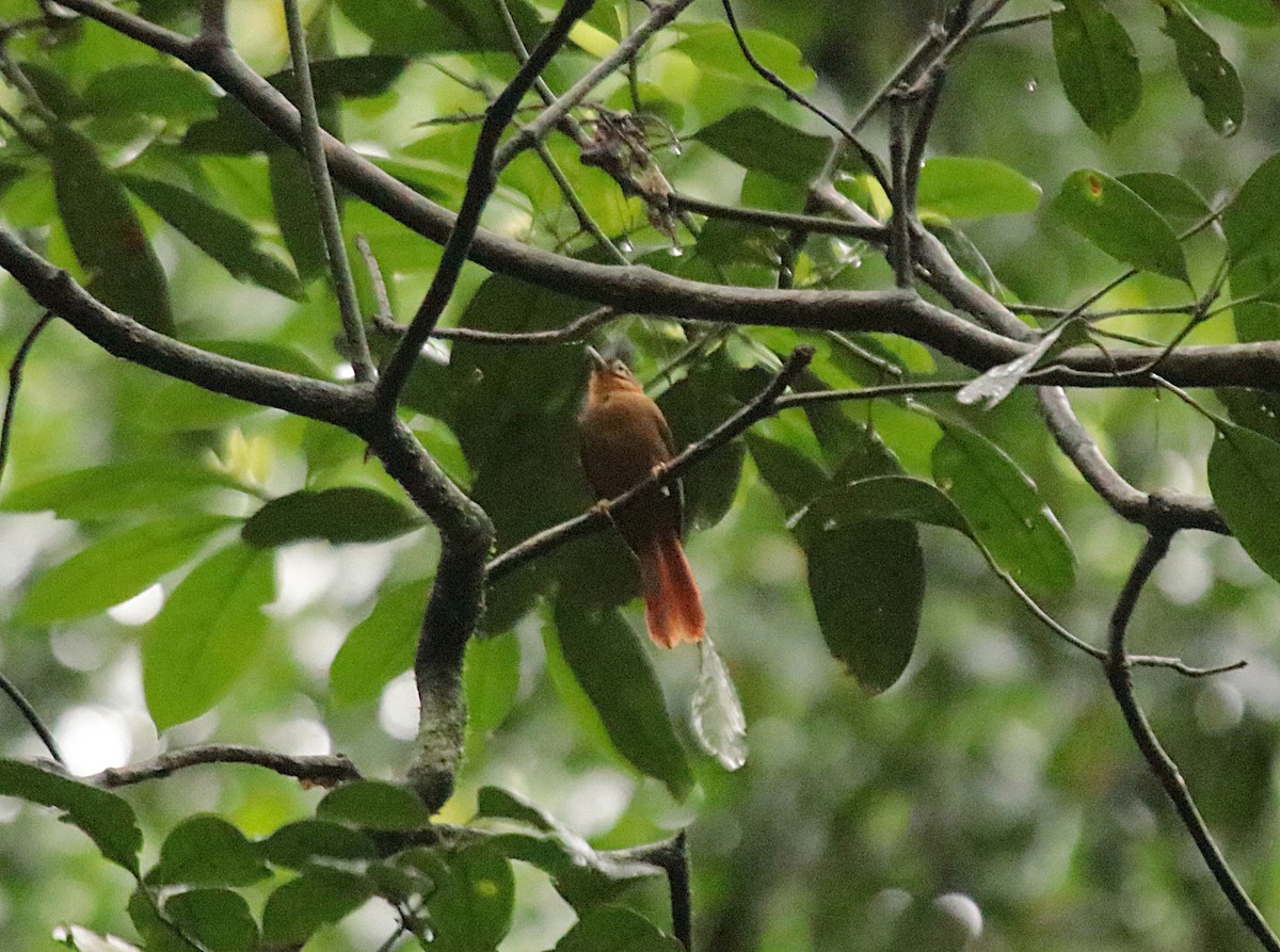 Black-capped Foliage-gleaner - ML646969217