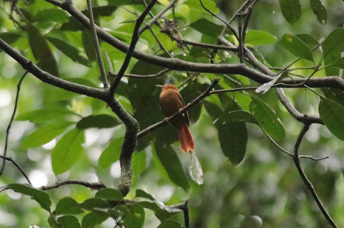 Black-capped Foliage-gleaner - ML646969218