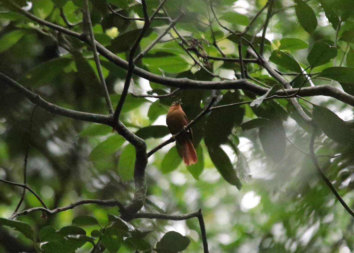 Black-capped Foliage-gleaner - ML646969220