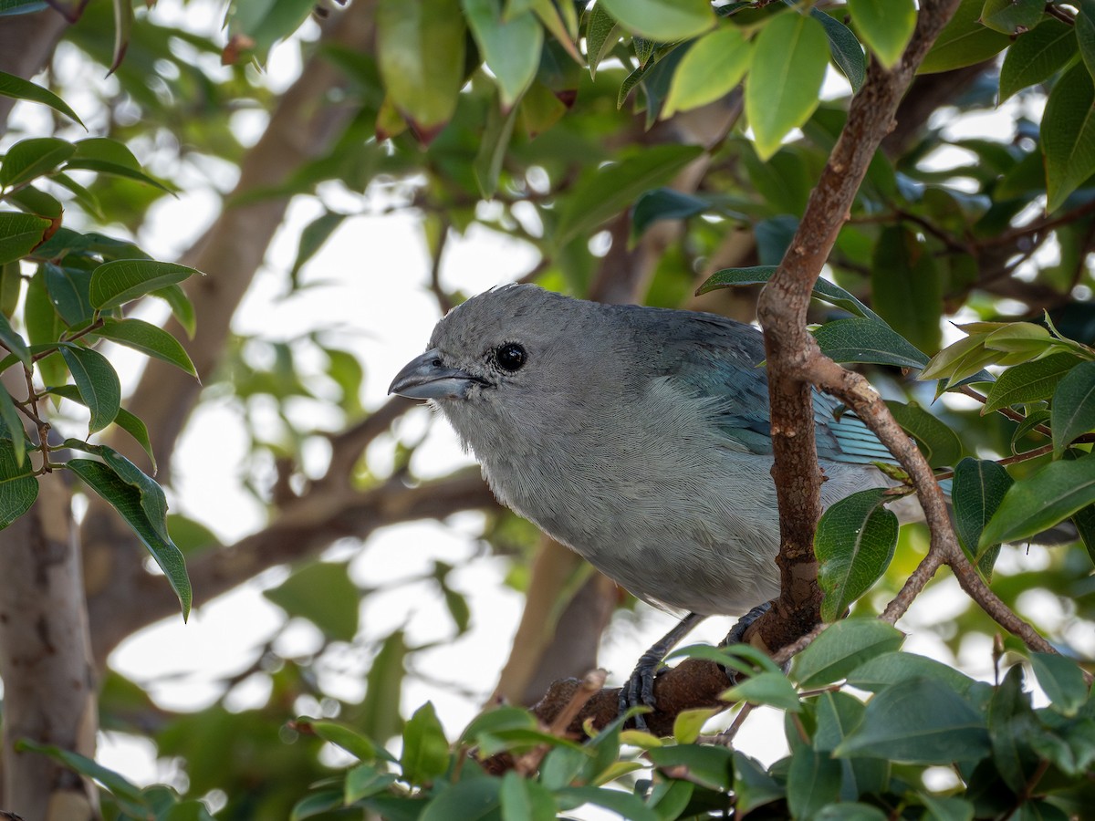 Tangara Sayaca - ML646969222