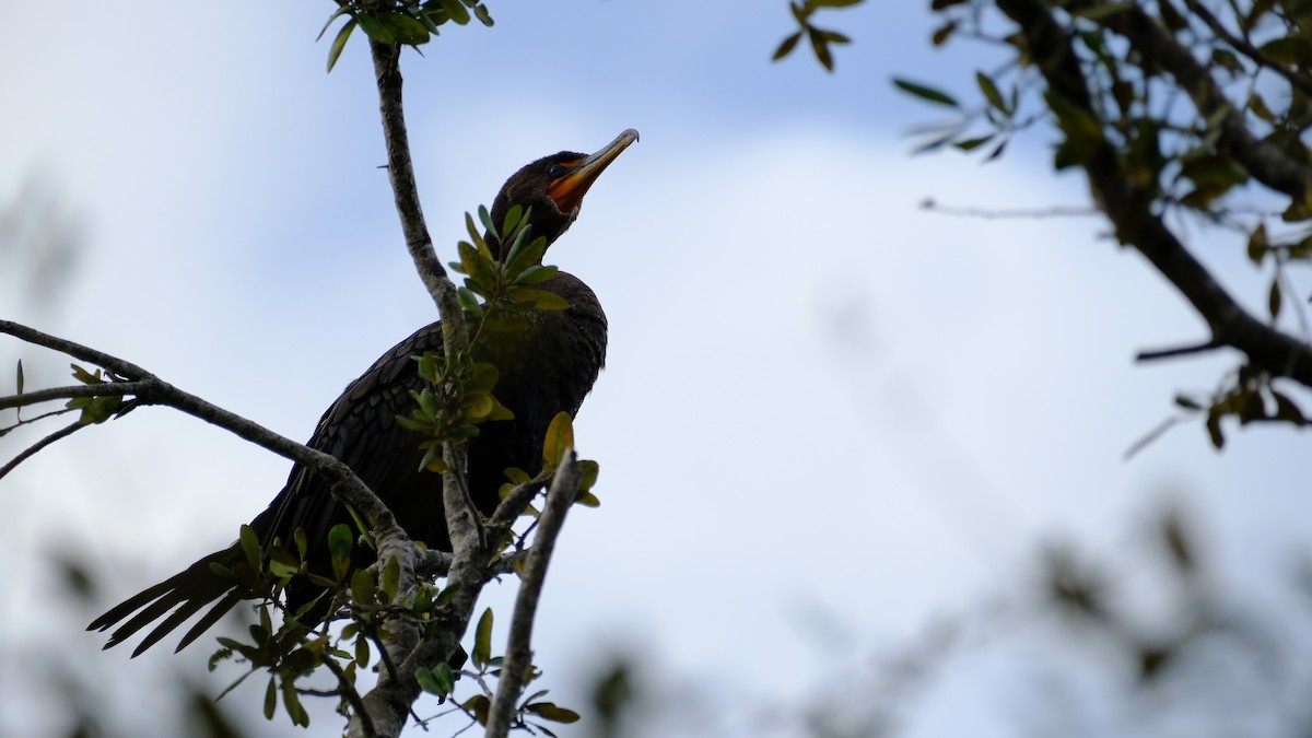 Double-crested Cormorant - ML646969223