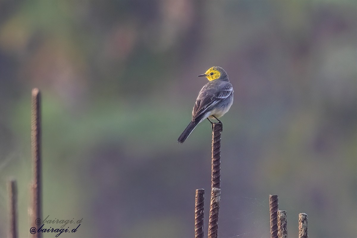 Citrine Wagtail - ML646969225