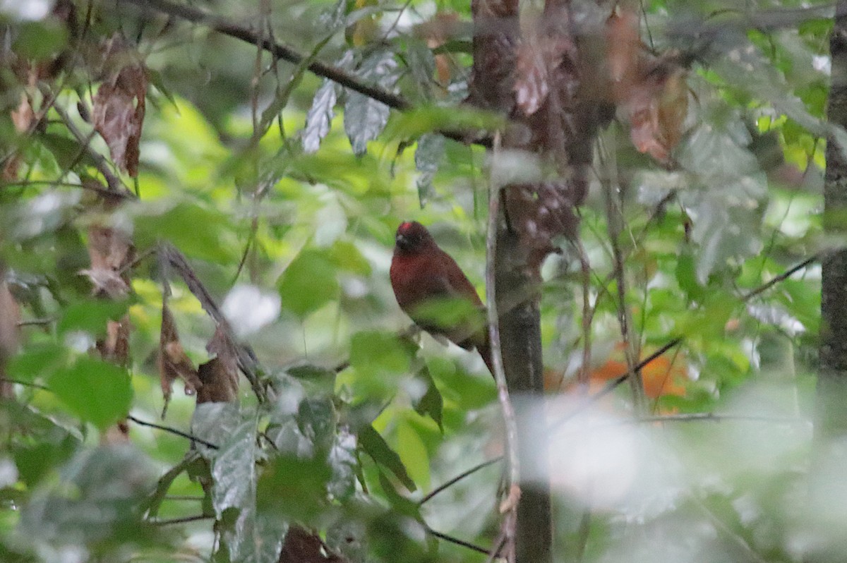 Red-crowned Ant-Tanager - ML646969226